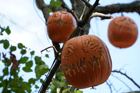 hand carved halloween pumpkin hanging froma a tree