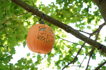 hand carved halloween pumpkin hanging froma a treeの写真素材