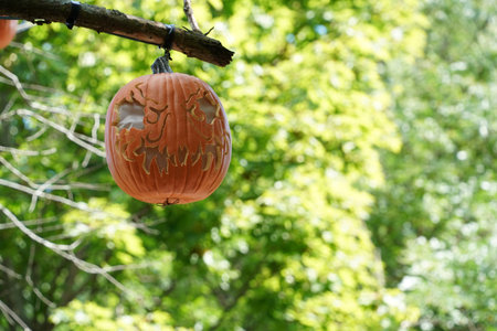 hand carved halloween pumpkin hanging froma a treeの写真素材