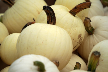 many halloween pumpkins on greenの写真素材