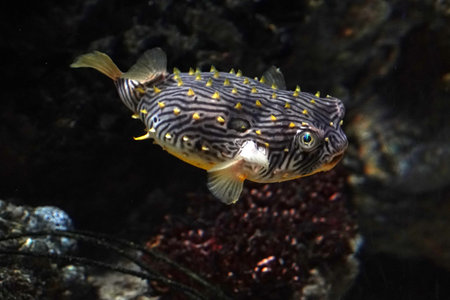 striped burrfish underwater chilomychterus shoepfii atlantic ocean fish