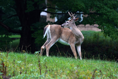 white tail deer while raining near the house in new york state county countrysideの写真素材