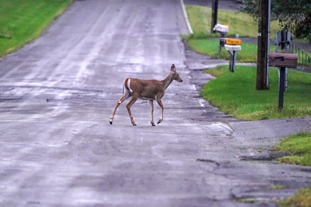 white tail deer crossing the road near the houses in new york state Country side oneontaの写真素材