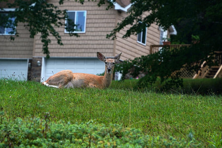 white tail deers near the house in new york state county countrysideの写真素材