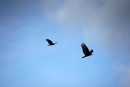 flying buzzard vulture bird outdoor