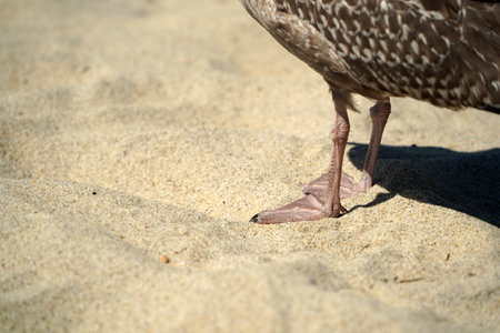 detail of paws of a seagull on nantucket island sandy beach atlantic oceanの写真素材