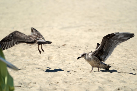 seagull on nantucket island sandy beach atlantic oceanの写真素材