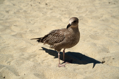 seagull on nantucket island sandy beach atlantic oceanの写真素材