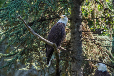 bald eagle on a tree under the rain portrait