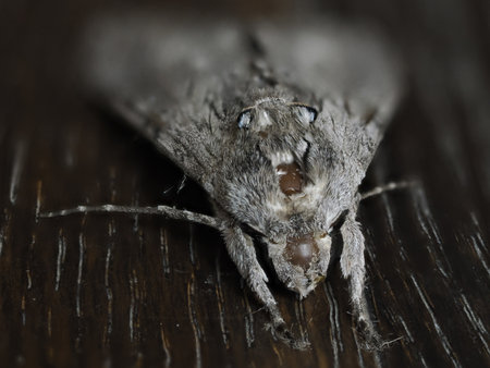 gray moth insect close up macro on wooden floorの写真素材