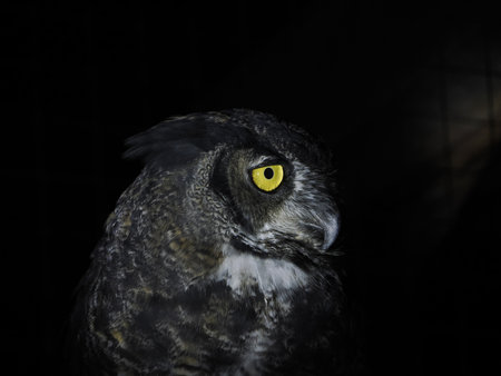bubo virginianus owl portait isolated on black loking at youの写真素材