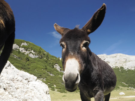 funny close up donkey portrait looking at youの写真素材