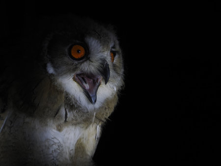 owl portait isolated on black loking at youの写真素材