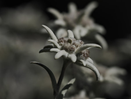 alpine star flower detail close up edelweiss in dolomitesの写真素材