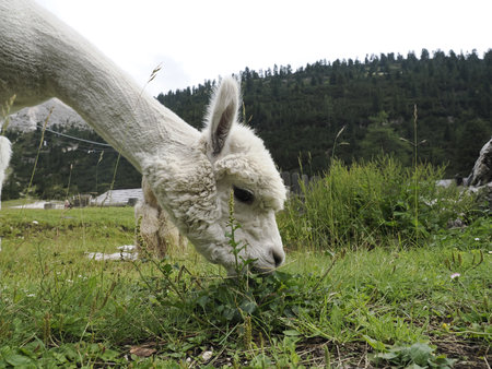 alpaca close up adorable fluffy portrait looking at youの写真素材