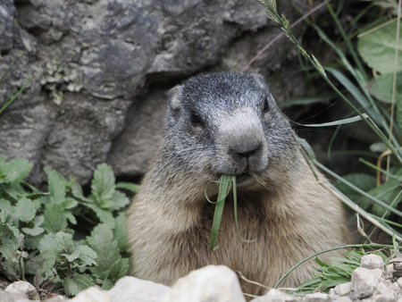 marmot groundhog outside nest portrait close upの写真素材