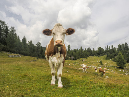 cow portrait close up looking at you in dolomites mountainsの写真素材