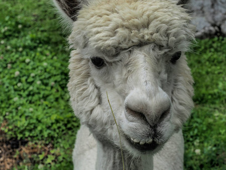 alpaca close up adorable fluffy portrait looking at you