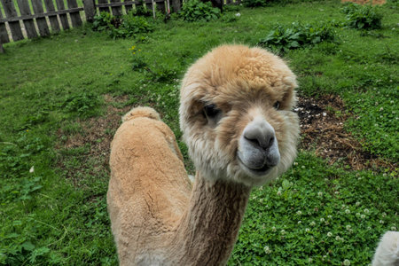 alpaca close up adorable fluffy portrait looking at youの写真素材