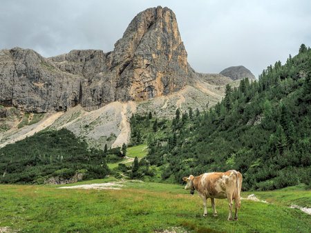 cow portrait close up looking at you in dolomites mountainsの写真素材