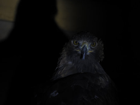 Eagle Aquila chrysaetos isolated on black background close up portraitの写真素材