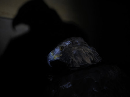 Eagle Aquila chrysaetos isolated on black background close up portrait