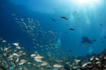 beautiful latina mexican girl diving in cortez sea mexicoの写真素材