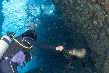woman scuba diver beautiful latina mexican girl diving with sea lions