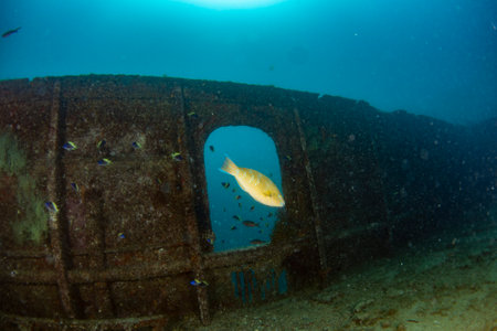 scuba divers exploring a shipwreck underwaterの写真素材