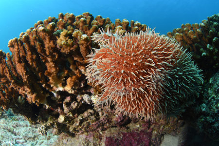 crown of thorns sea star eating a coral and bleaching it whiteの写真素材