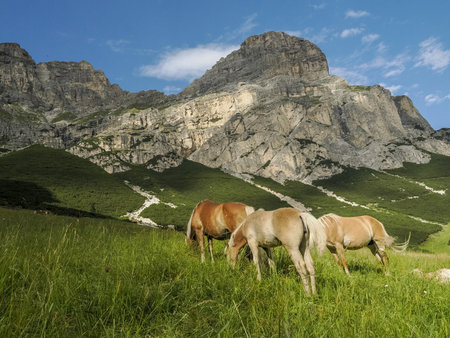 horses on grass in dolomites mountains background panoramaの写真素材