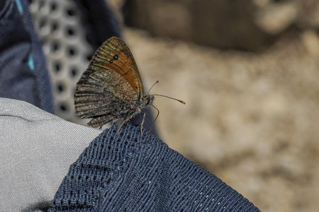 butterfly close up in dolomites mountainsの写真素材