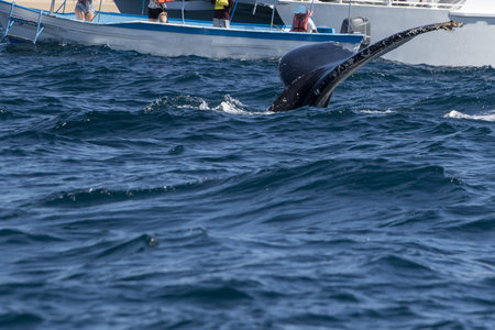 humpback whale tail slapping in front of whale watching boat in cabo san lucas mexico baja california surの写真素材