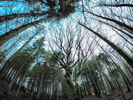 Beech forest with a very old tree in Calamone Ventasso Lake Italy in winter