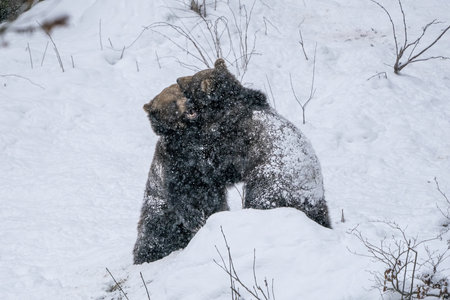 Brown Bears fight or play in the snow in winter forestの写真素材