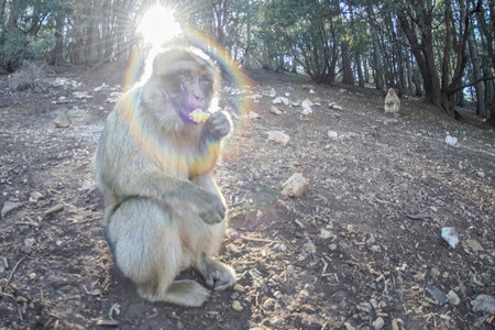 Cute Barbary macaque ape monkey , Ifrane national park, Morocco.