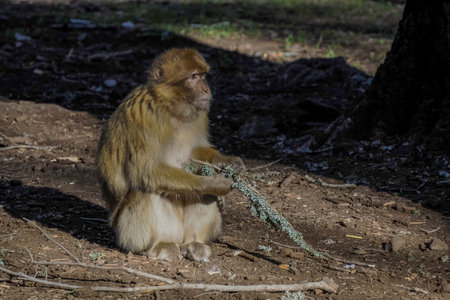 Cute Barbary macaque ape monkey , Ifrane national park, Morocco.