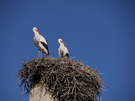 wild Storks in Ifrane, swiss style village Morocco