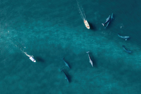 Aerial view of group of gray whales eschrichtius robustus, Baja California Mexicoの素材 [FY310201571916]