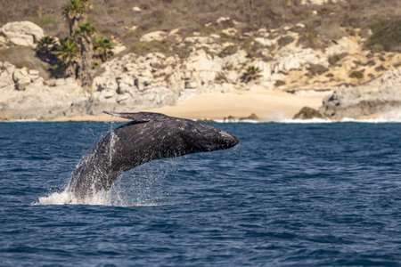 humpback whale newborn calf breaching in cabo san lucas baja california sur mexico pacific ocean jumping out of the seaの写真素材