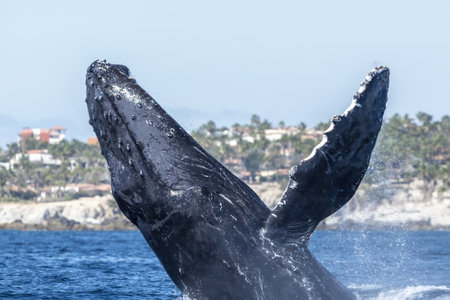 humpback whale breaching in cabo san lucas baja california sur mexico pacific ocean jumping out of the seaの写真素材