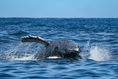humpback whale breaching in todos santos cabo san lucas baja california sur mexico pacific ocean jumping out of the seaの写真素材