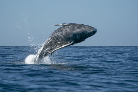 humpback whale breaching in cabo san lucas baja california sur mexico pacific ocean jumping out of the seaの写真素材