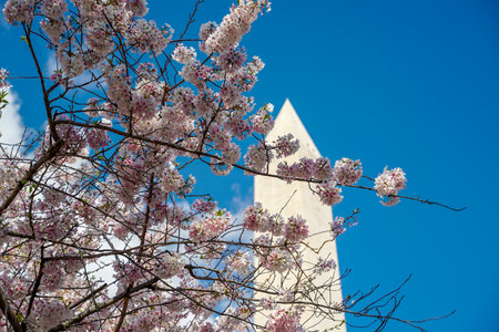 Cherry blossom in washington dc United States of Americaの写真素材