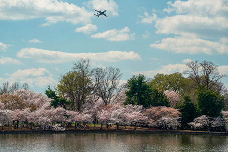 Cherry blossom in washington dc United States of Americaの写真素材