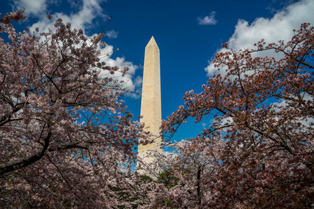 Cherry blossom in washington dc United States of Americaの写真素材