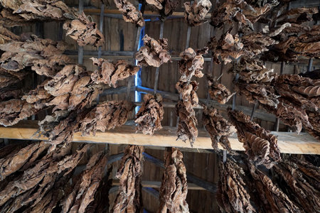 BROWN Tobacco leaves hang from the ceiling of a barn to dryの写真素材