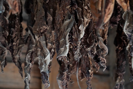 BROWN Tobacco leaves hang from the ceiling of a barn to dryの写真素材