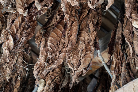 BROWN Tobacco leaves hang from the ceiling of a barn to dryの写真素材