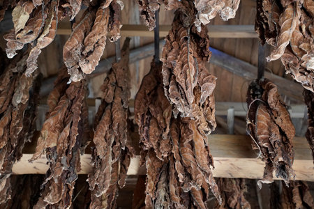 BROWN Tobacco leaves hang from the ceiling of a barn to dryの写真素材